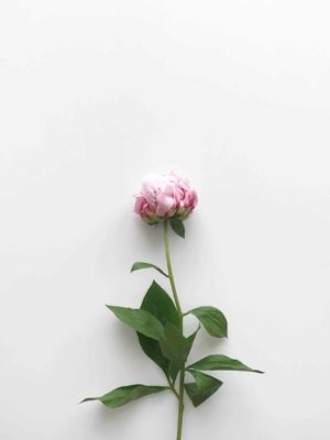 Sandra Rose MADDOCK